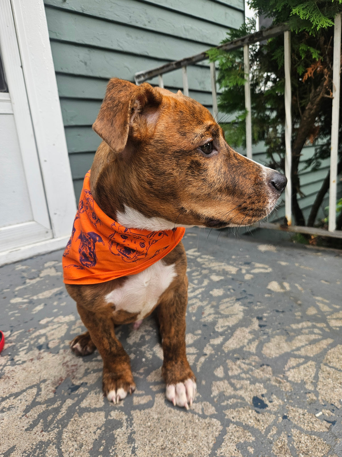 Kinshop Dogs Bandana