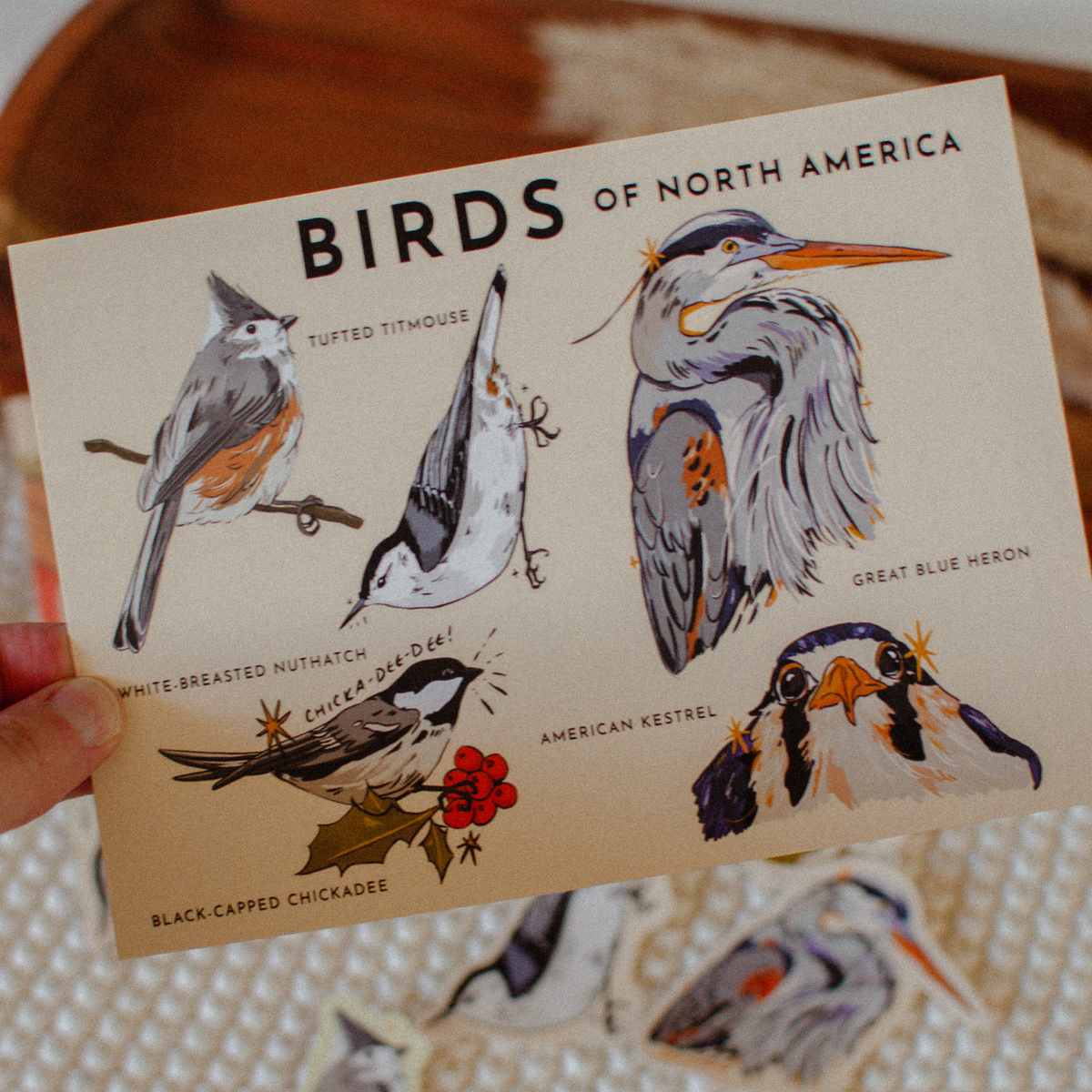 Bird Lover Postcard | Illustrated North American Birds