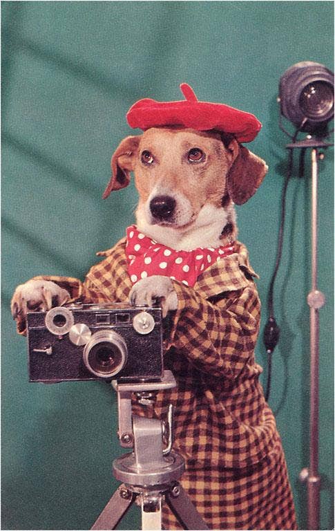 Postcard NP-02 Photographer Dog, Retro