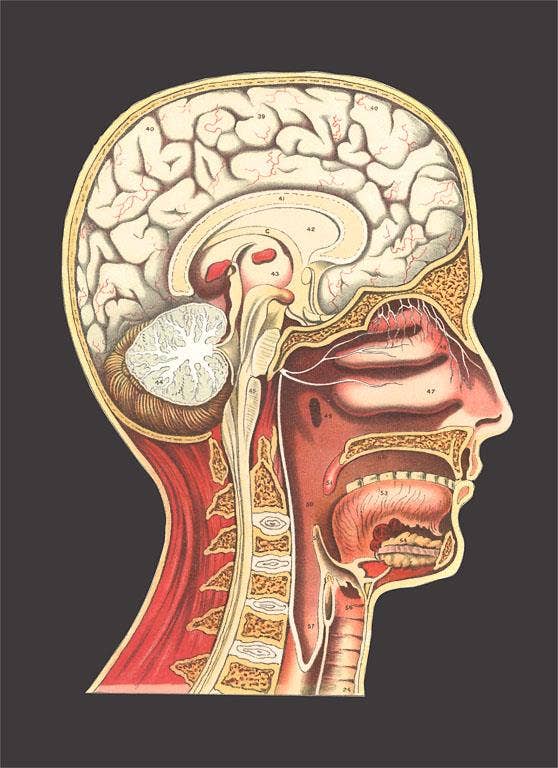 Postcard AY-208 Cross Section of Head