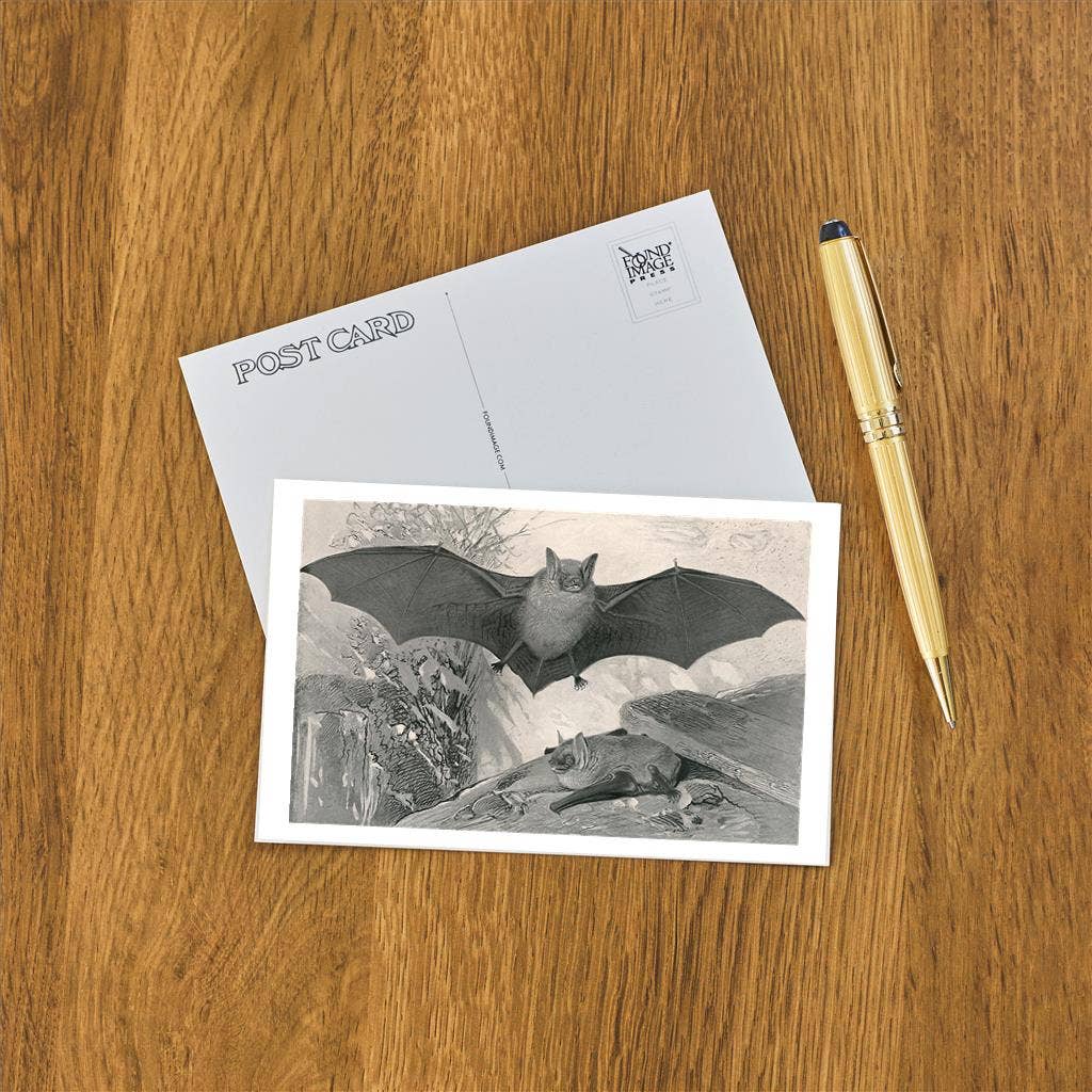 Postcard AN-252 Bats