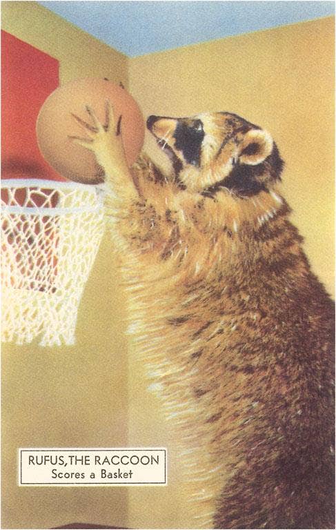Magnet NP-527 Raccoon Playing Basketball