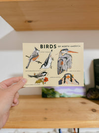 Bird Lover Postcard | Illustrated North American Birds