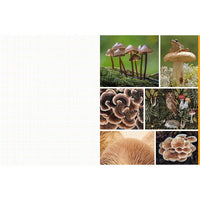 Cut and Collage Mushrooms and Fungi