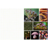 Cut and Collage Mushrooms and Fungi