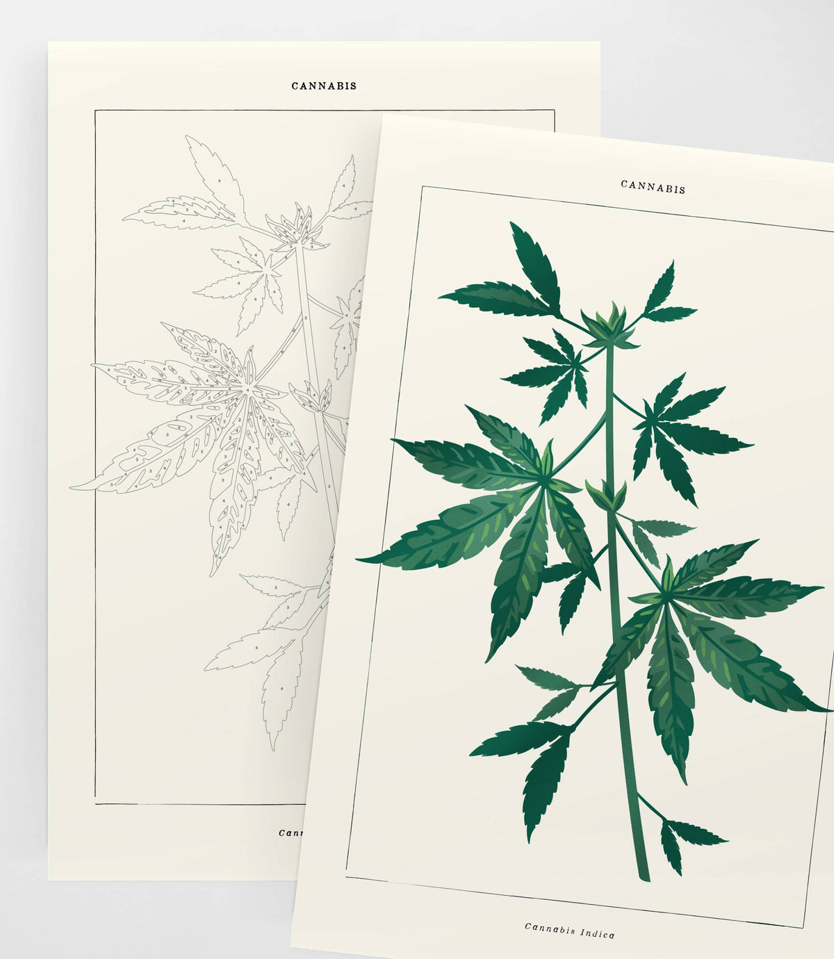 Cannabis Botanical | Modern Paint By Numbers  Kit