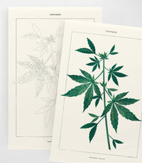 Cannabis Botanical | Modern Paint By Numbers  Kit