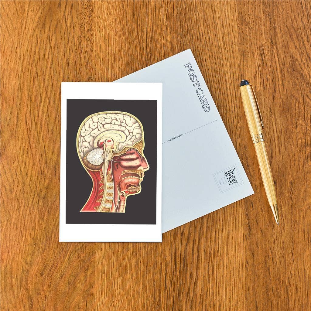 Postcard AY-208 Cross Section of Head