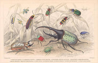 Postcard IS-157 Variety of Beetles