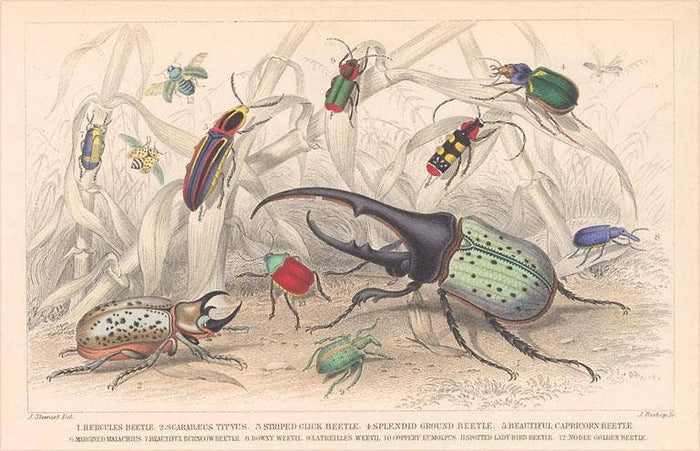 Postcard IS-157 Variety of Beetles