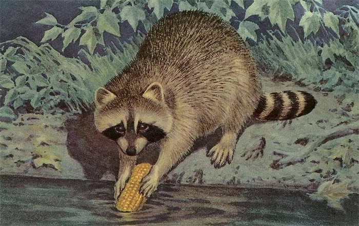 Postcard AN-227 Raccoon Washing Corn