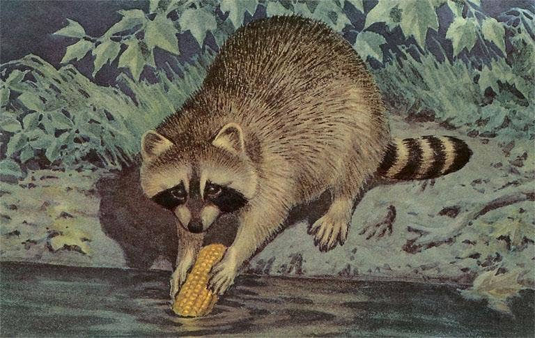Magnet AN-227 Raccoon Washing Corn