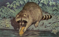 Magnet AN-227 Raccoon Washing Corn