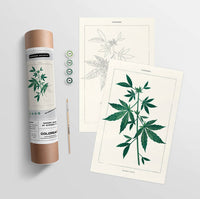 Cannabis Botanical | Modern Paint By Numbers  Kit