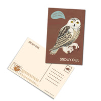 Owls of North America Post Card Pack