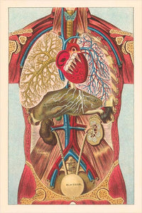Magnet AY-11 Interior View of Human Abdomen