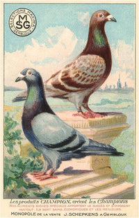 Postcard BD-25 Champion Pigeons