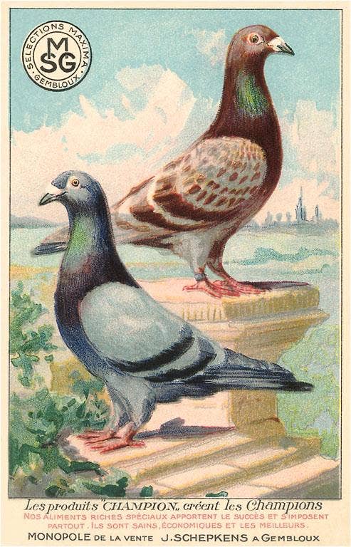Postcard BD-25 Champion Pigeons