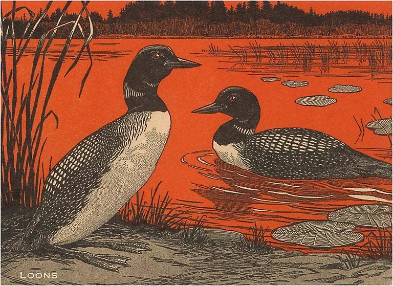 Postcard WD-03 Woodcut of Loons