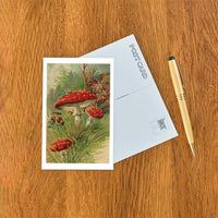 Postcard PL-78 Amanita Muscaria Mushroom