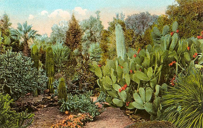 Magnet GD-86 Cactus and Succulent Garden