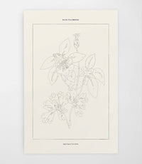 Blue Columbine Botanical | Modern Paint By Numbers Kit