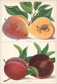 Magnet FR-143 Kelsey and Satsuma Peaches