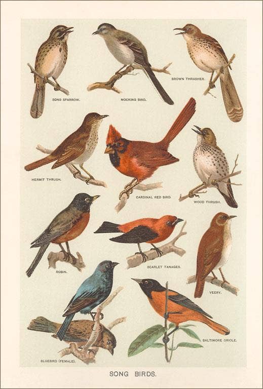 Postcard BD-521 Songbirds