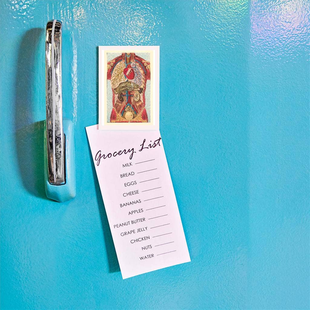 Magnet AY-11 Interior View of Human Abdomen