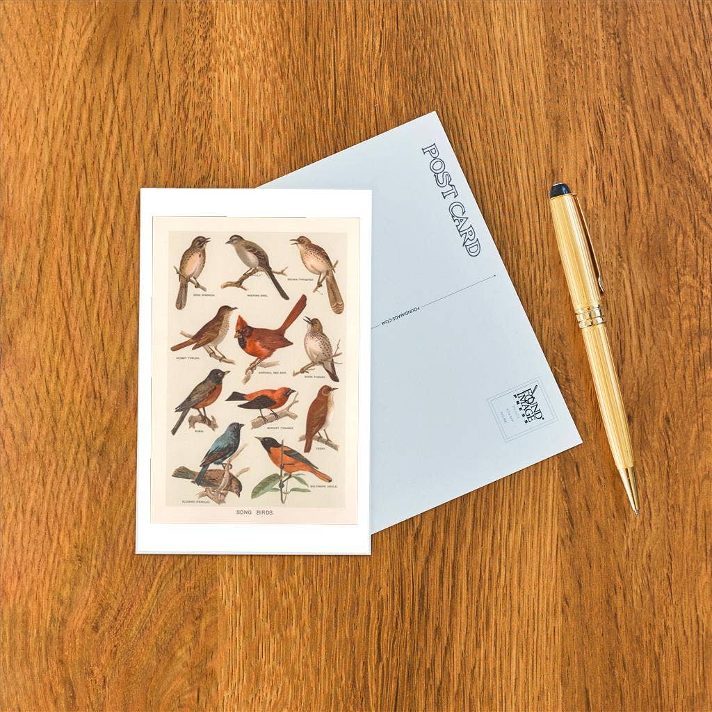 Postcard BD-521 Songbirds