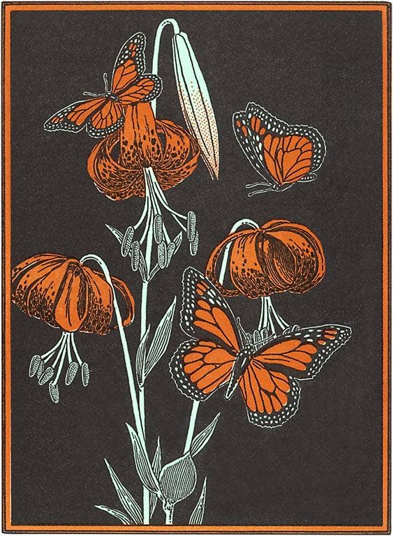 Postcard IS-123 Monarch Butterflies
