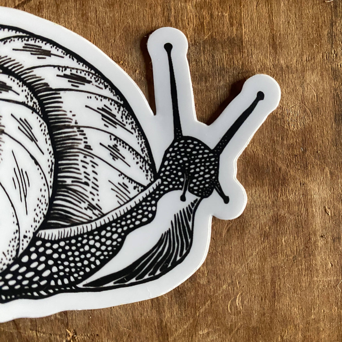Snail Sticker