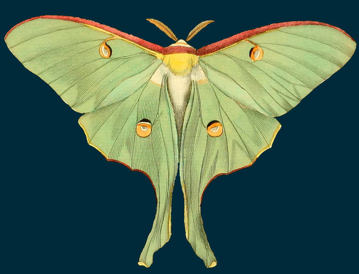 BLANK GREEN MOTH GREETING CARD MADAME TREACLE
