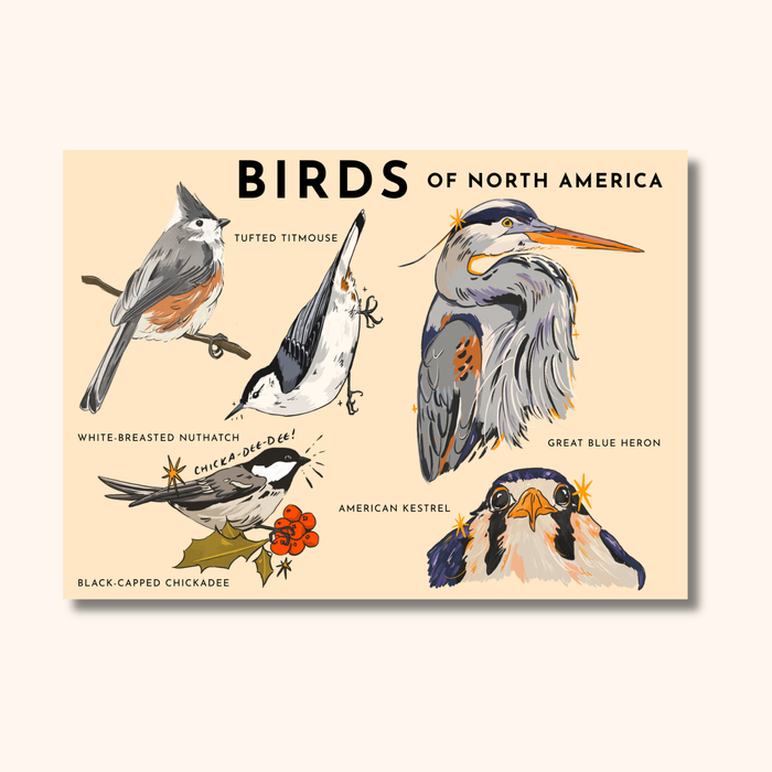 Bird Lover Postcard | Illustrated North American Birds