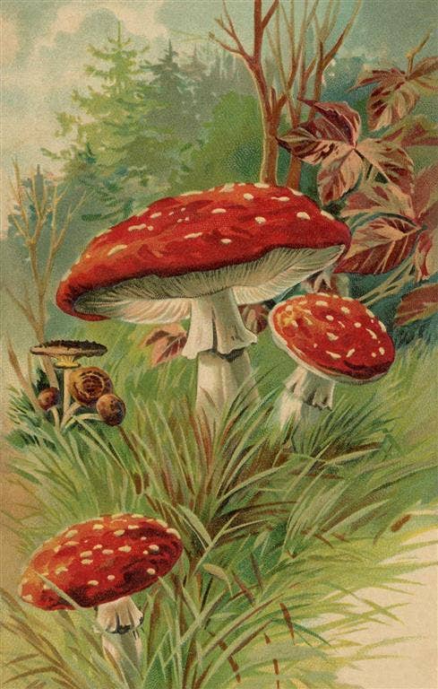 Postcard PL-78 Amanita Muscaria Mushroom