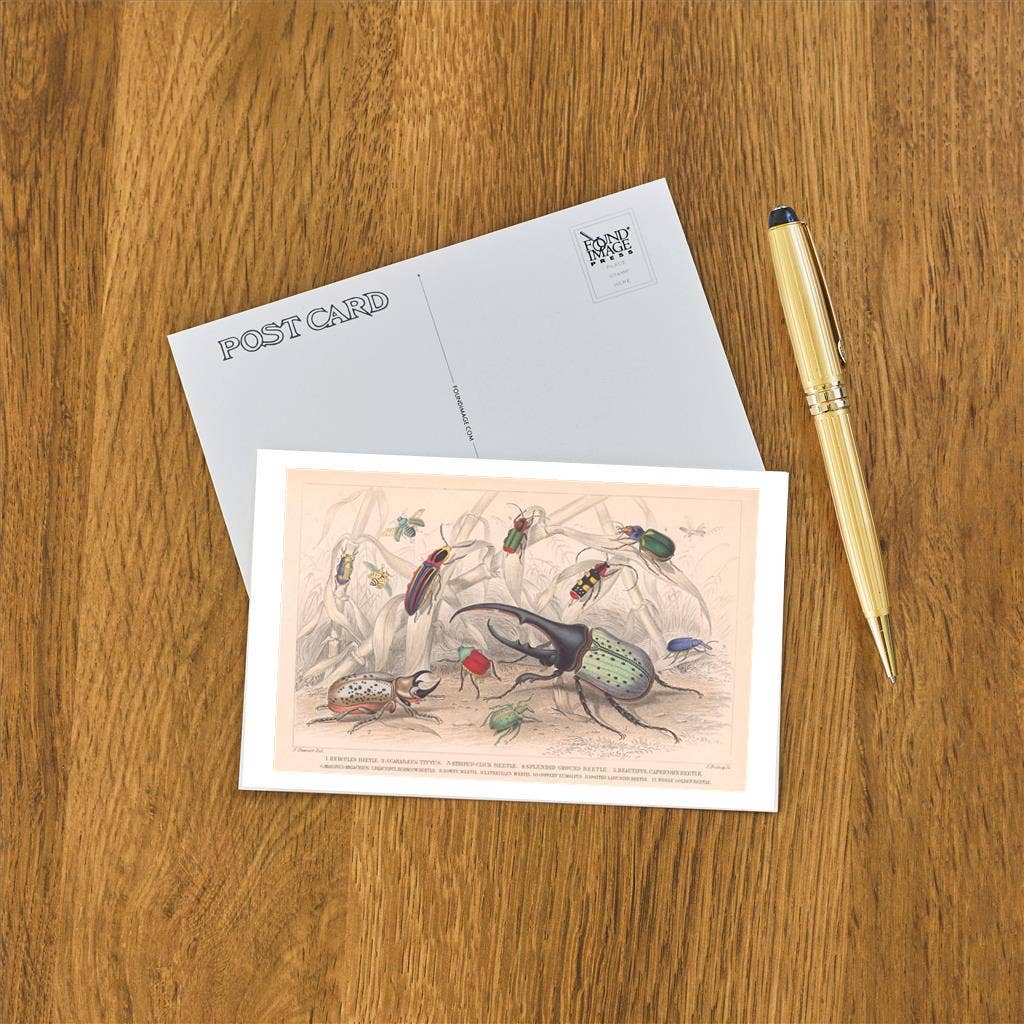 Postcard IS-157 Variety of Beetles
