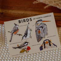 Bird Lover Postcard | Illustrated North American Birds